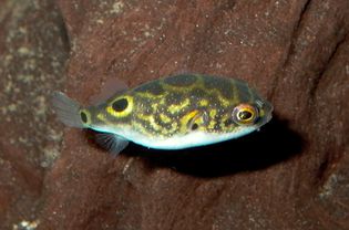 Tetraodon biocellatus Figure 8 Puffer Fish