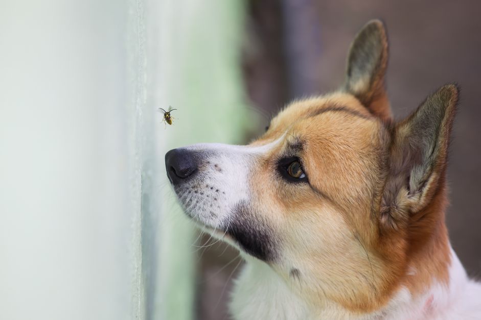 狗在看昆虫。