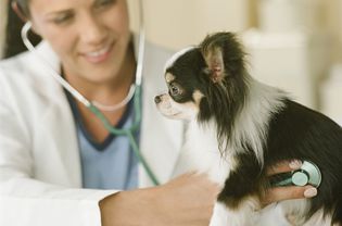 Vet using a stethoscope to listen to a dog's heart.