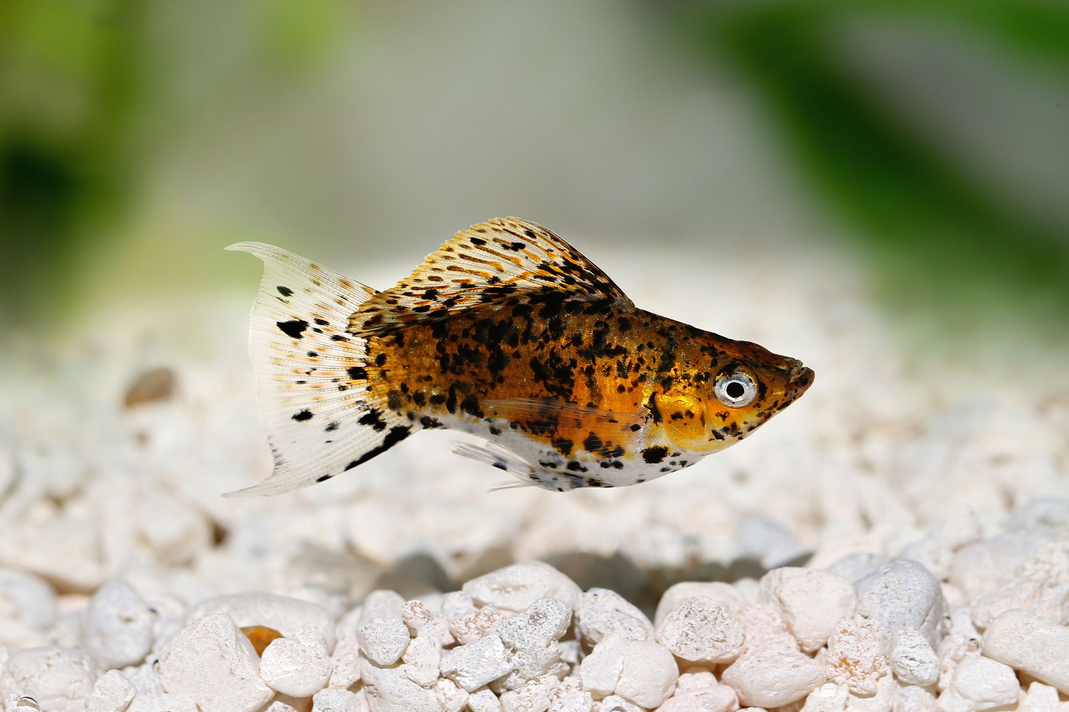 Molly fish above white gravel substrate in fish tank