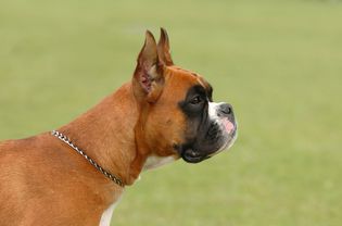 Profile of a boxer.