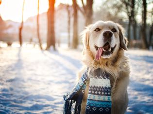 这是一只金毛猎犬，在冬天伸出舌头站在外面，地上有雪，他戴着围巾