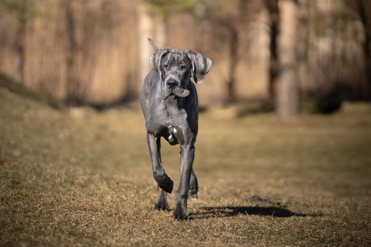 Great Dane