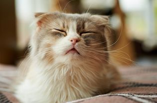 Scottish fold cat with eyes closed before a sneeze.