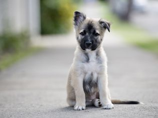 德国牧羊犬幼犬