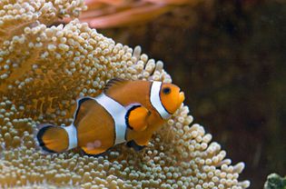 Ocellaris clownfish on anemone