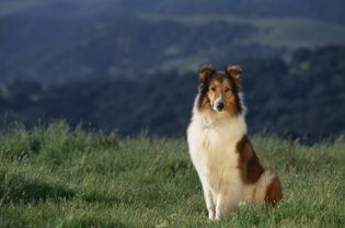 牧羊犬