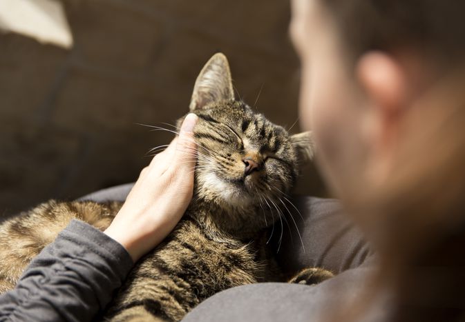 女人抱着猫