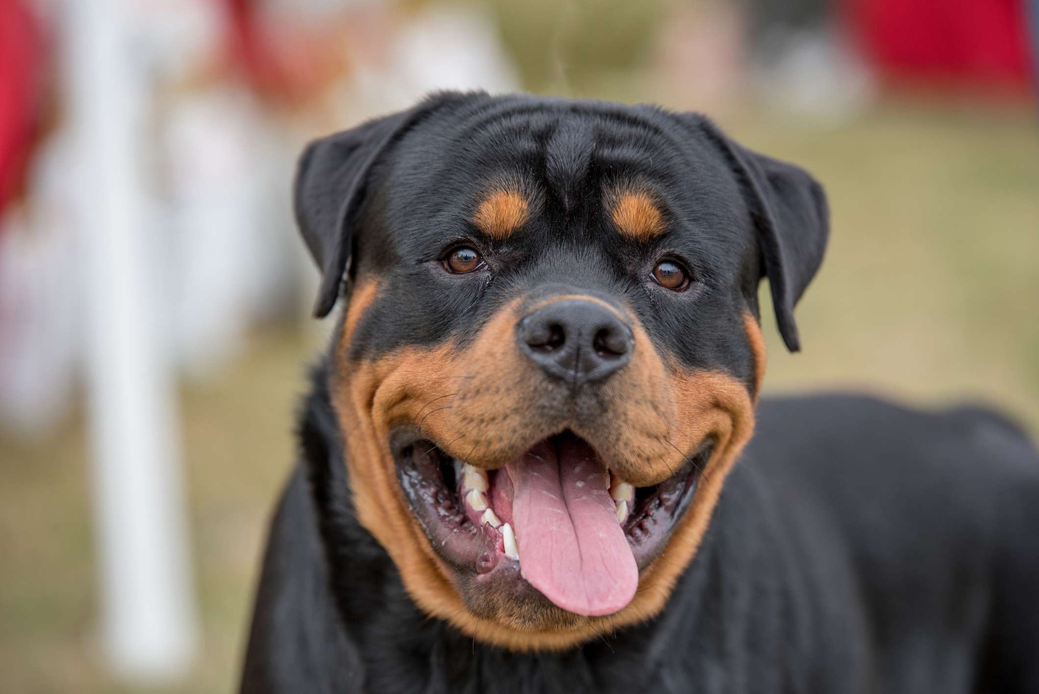 罗特韦尔犬头像