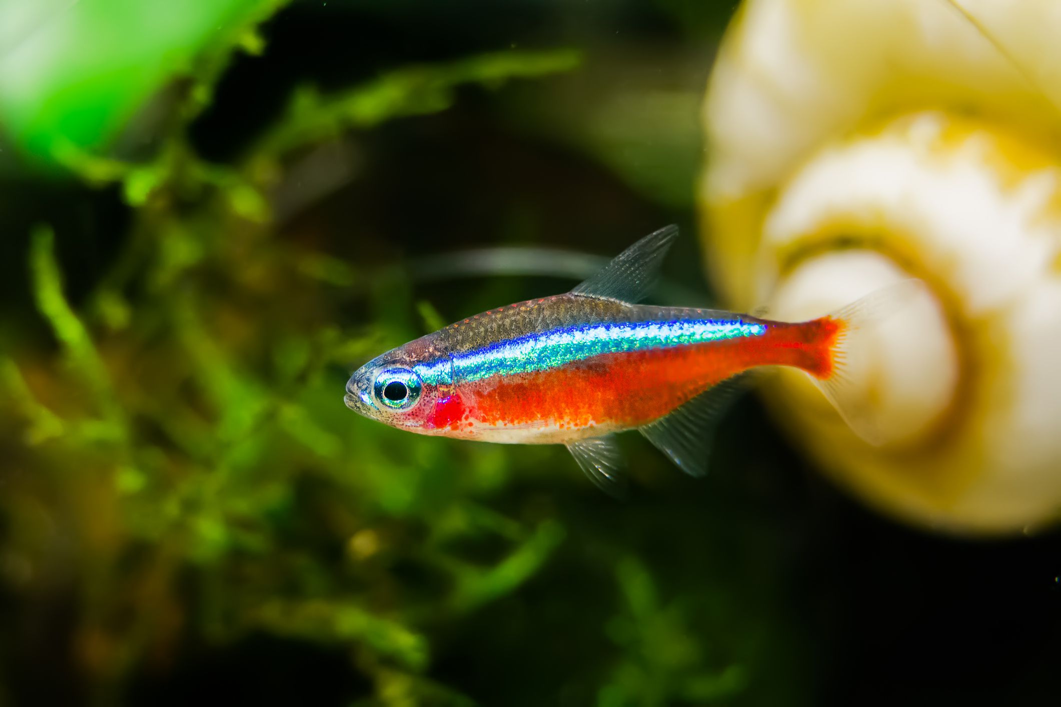 Cardinal tetra in planted fish tank