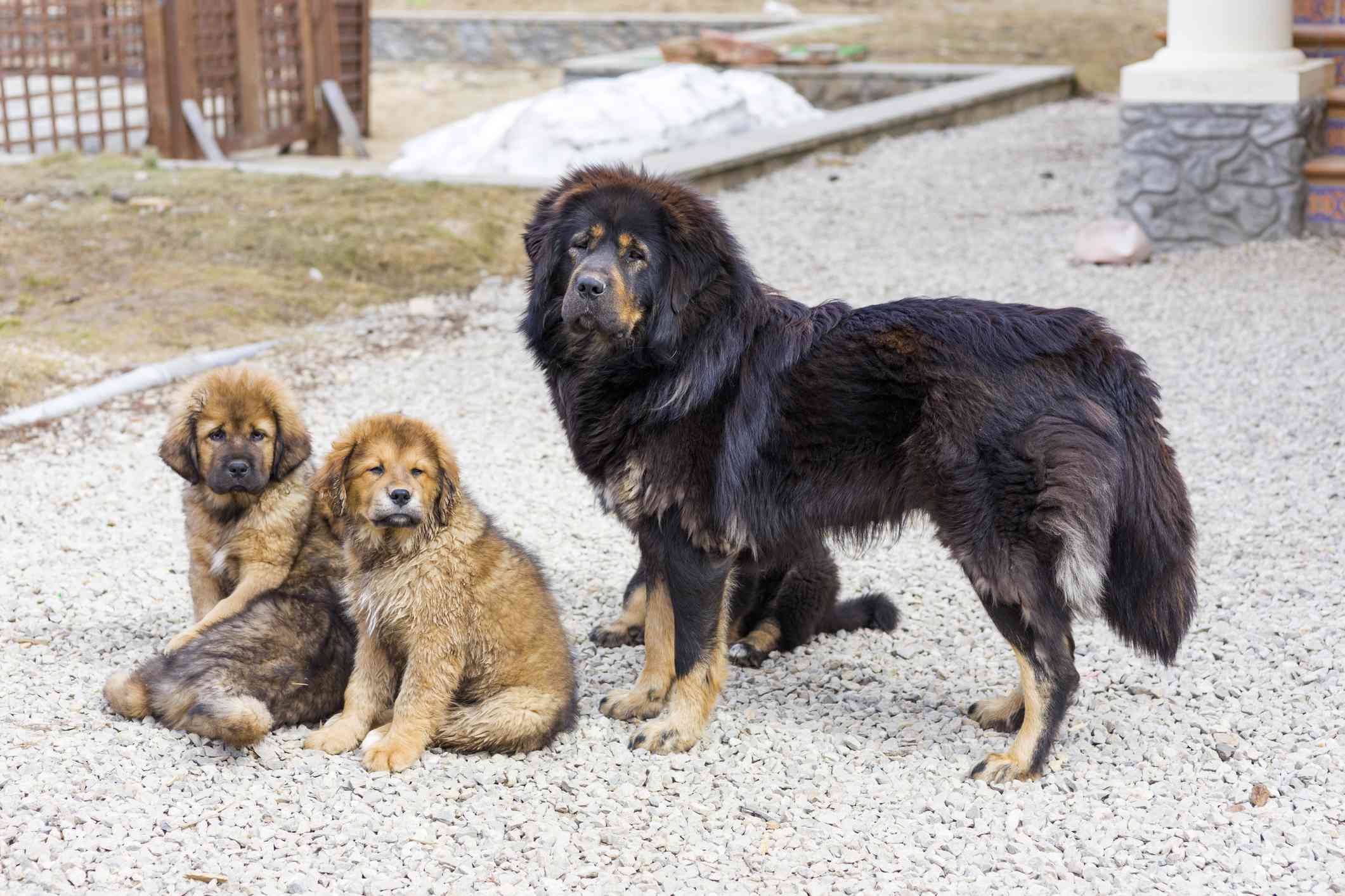 藏獒成年犬和幼犬