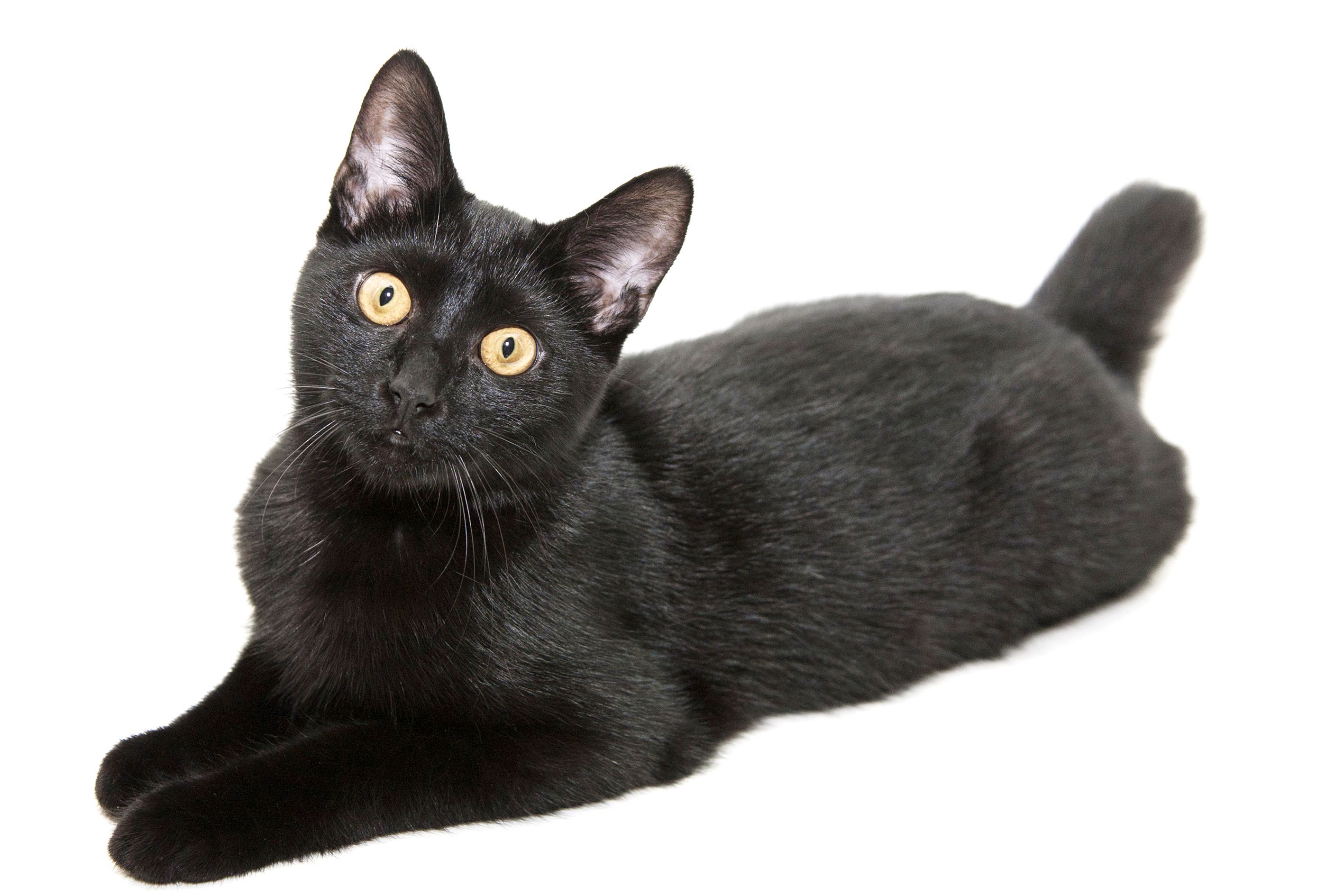 black Manx cat