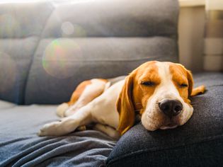 棕白相间的小猎犬躺在沙发上