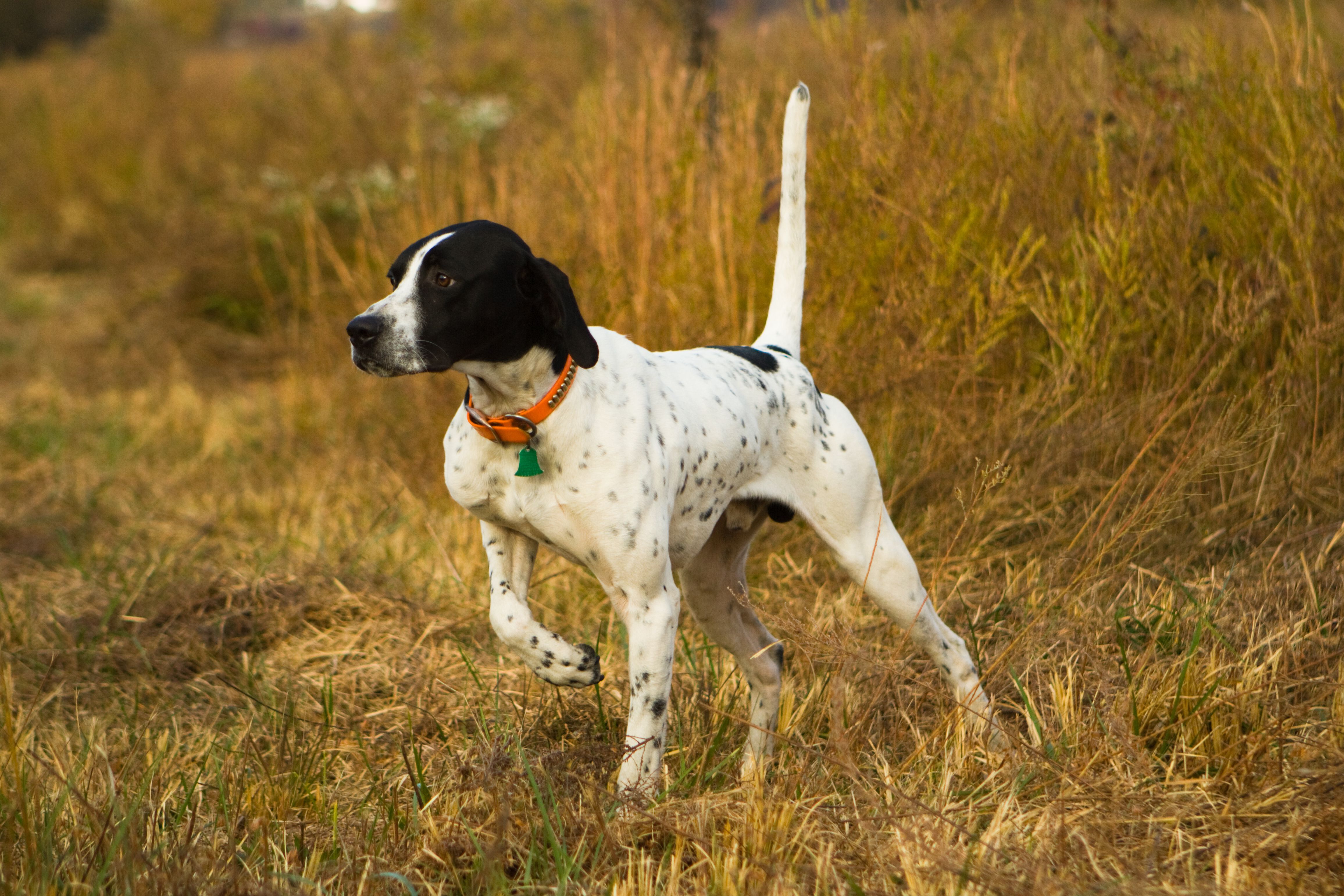 pointer points at quail in field