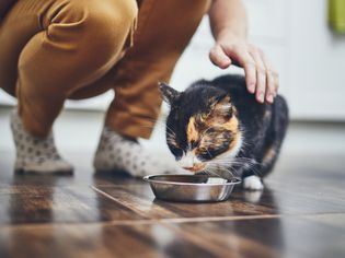 Person kneeling beside and petting a cat eating from a dish on a wood floor