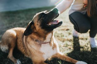 tan dog lays on grass getting pets from woman