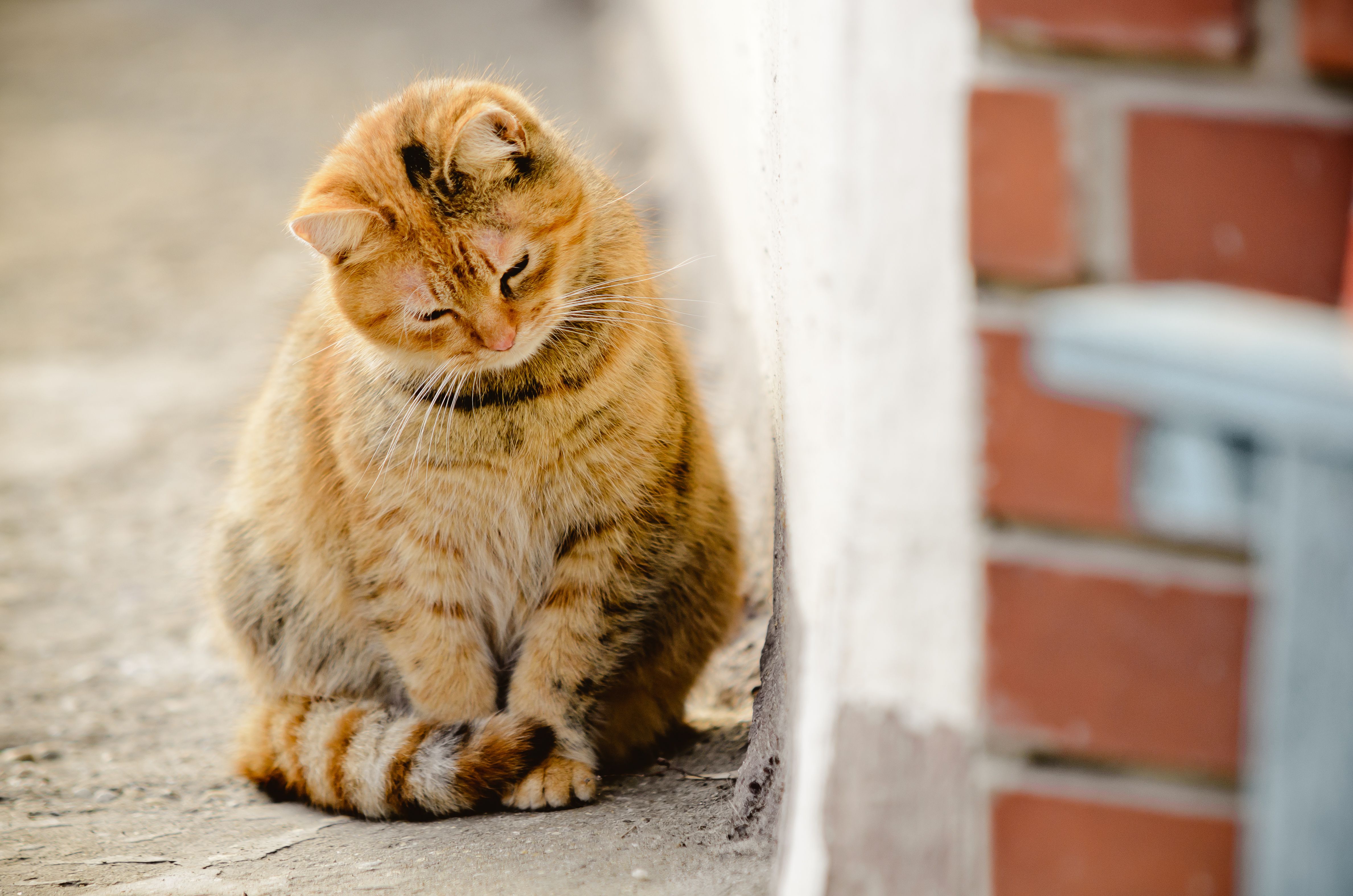 布朗家猫