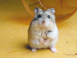 Hamster with wheel