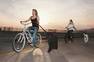 Bikes and dogs