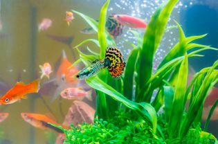 Little fish in fish tank or aquarium, gold fish, guppy and red fish, fancy carp with green plant, underwater life.