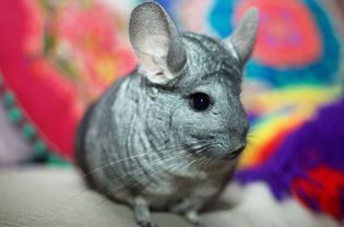 Standard Grey Chinchilla