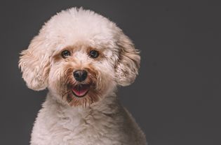 A cream-colored toy poodle looking at the camera.