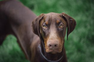 Doberman Pinscher