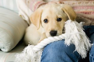 黄色的拉布拉多犬坐在沙发上女人的腿上