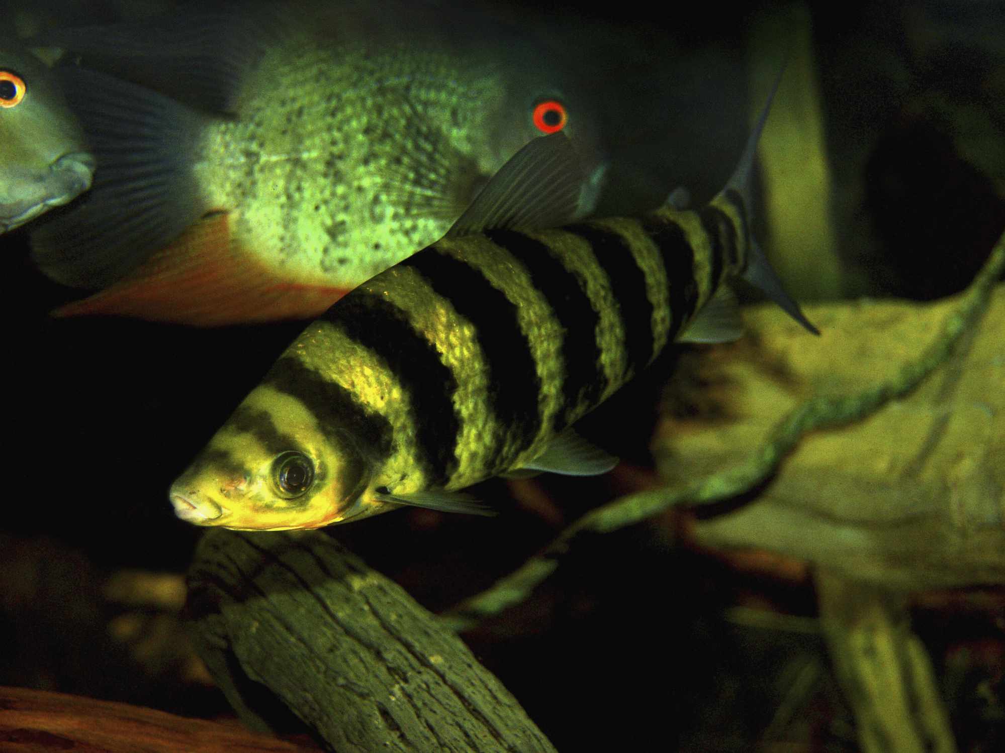 Leporinus Fasciatus