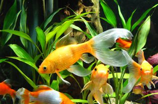 Goldfish in an aquarium