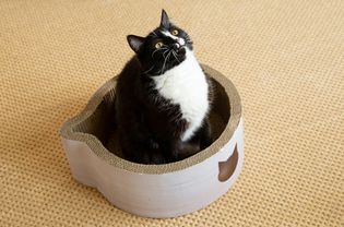 Black and white cat sitting in bed while staring up