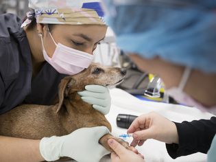 一个小兽医在一个小诊所里的狗