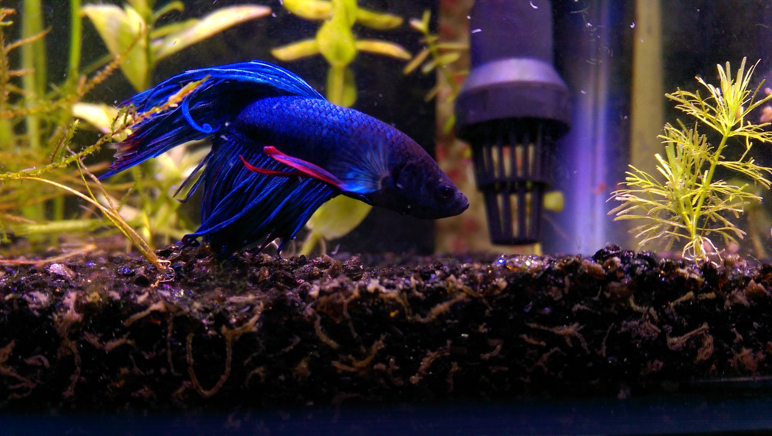 Betta in aquarium with filter