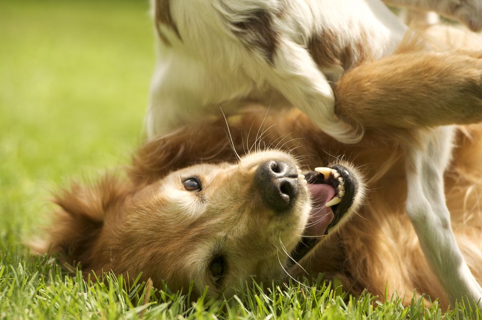 金毛猎犬和另一只宠物狗玩耍