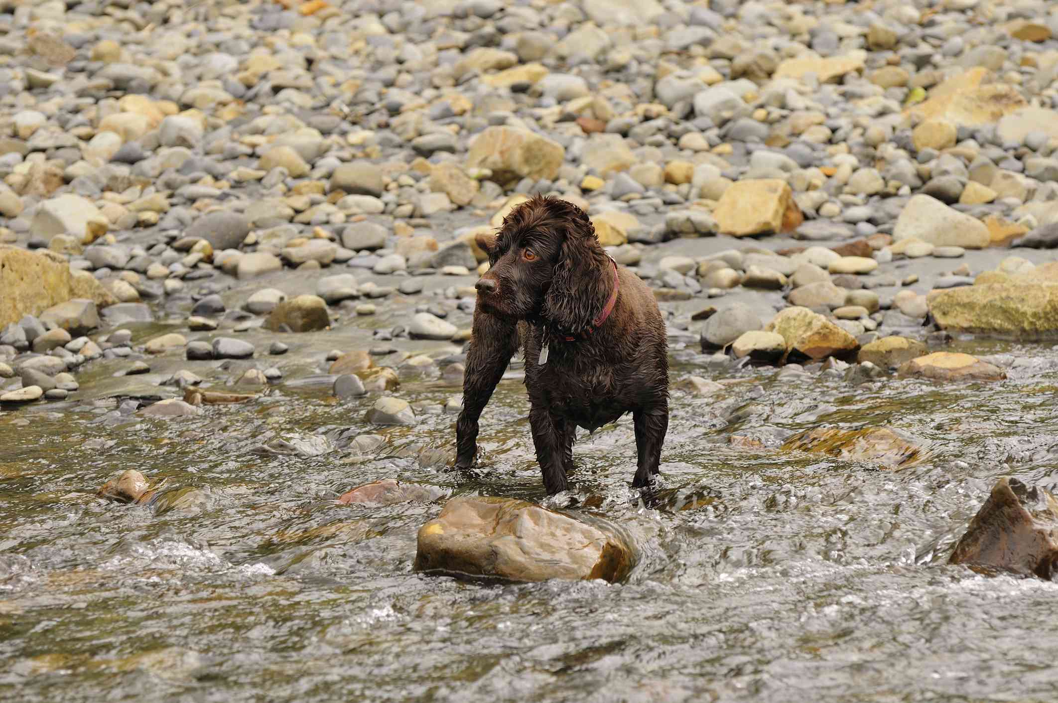 博伊金猎犬站在小溪里，浑身湿透。