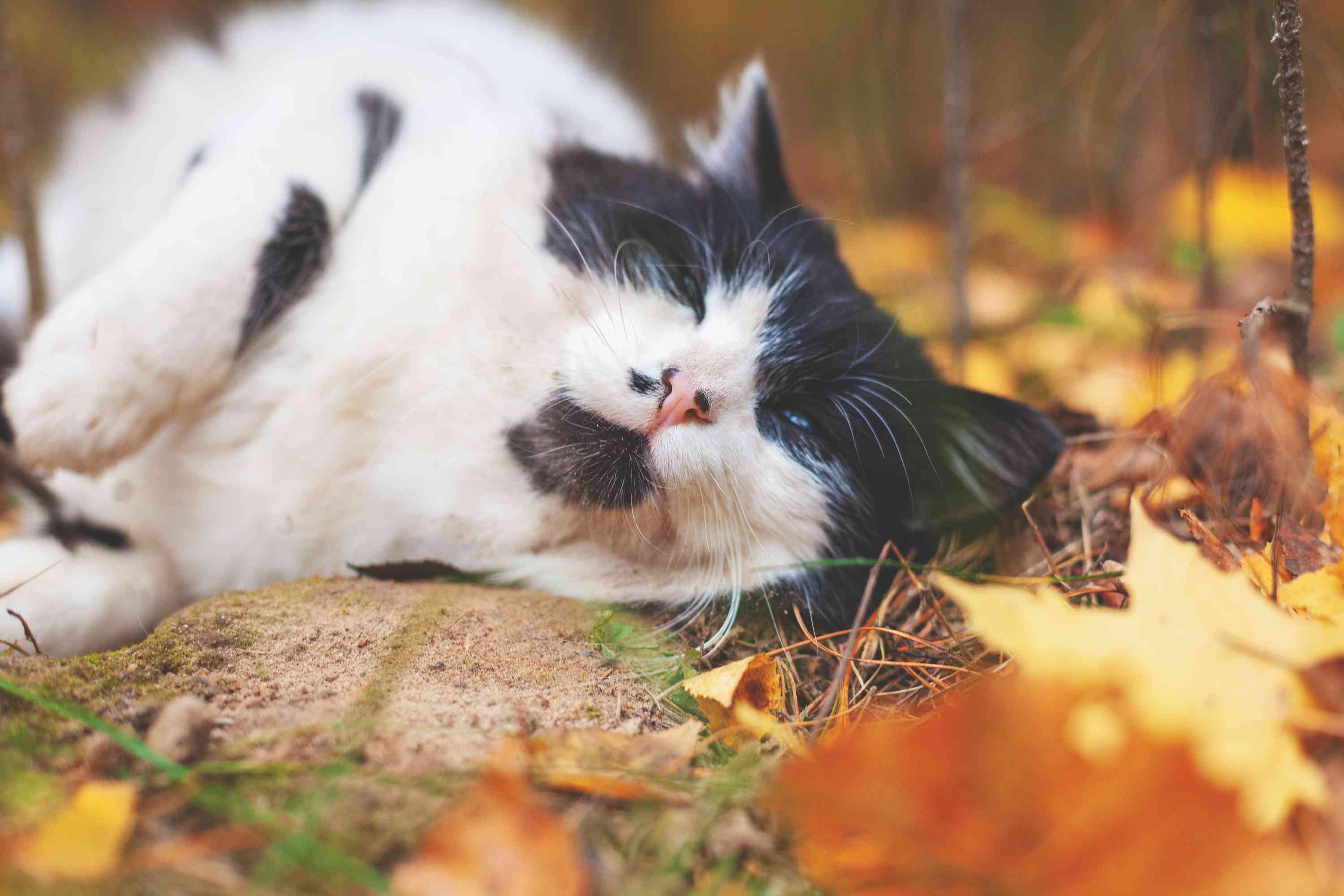 黑白西伯利亚猫