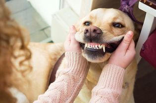 露出牙齿的金毛猎犬