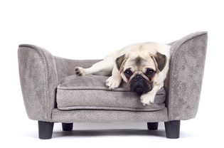 dog-sofa-beds＂width=