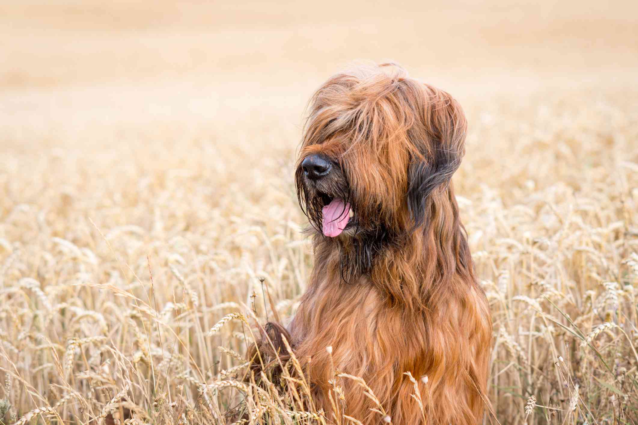 伯瑞犬