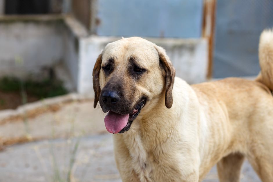 安纳托利亚牧羊犬:犬种特征和护理