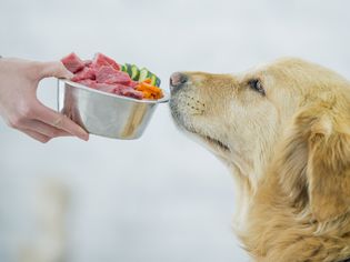 金毛猎犬被提供了一碗生肉和切碎的胡萝卜和黄瓜。