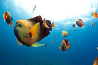 School of carion angelfishes