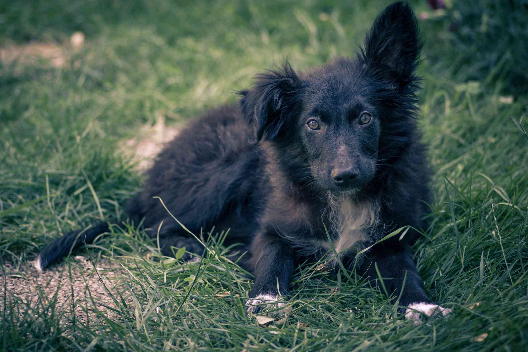 一只克罗地亚小牧羊犬躺在草地上