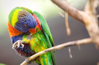 Lorakeet Biting His Feathers