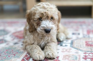 A dog lays on a colourful rug at home