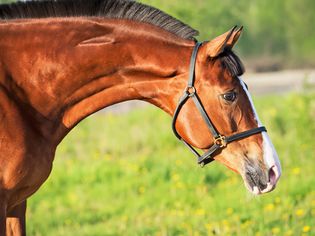 Bay horse wearing a halter in a grassy field