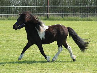 Brown-and-white Shetland pony trotting across a field