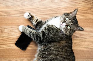 Brown and white cat holding down a mobile phone on wooden surface