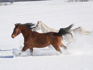 何rses Running Across Snowy Field in Sunlight