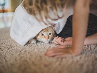 女孩挠小猫的下巴